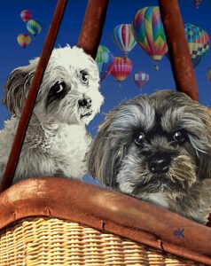 Ballooning-Dogs-Web
