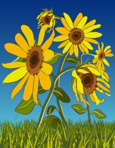 SunFlower-Web