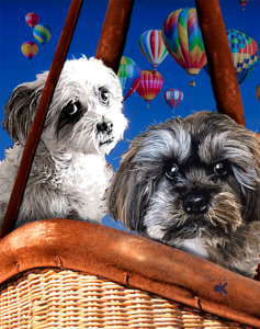 Baloon-Dogs-Web